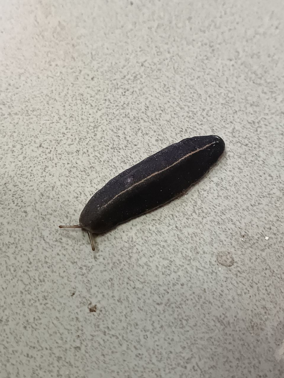 A black bug on a table