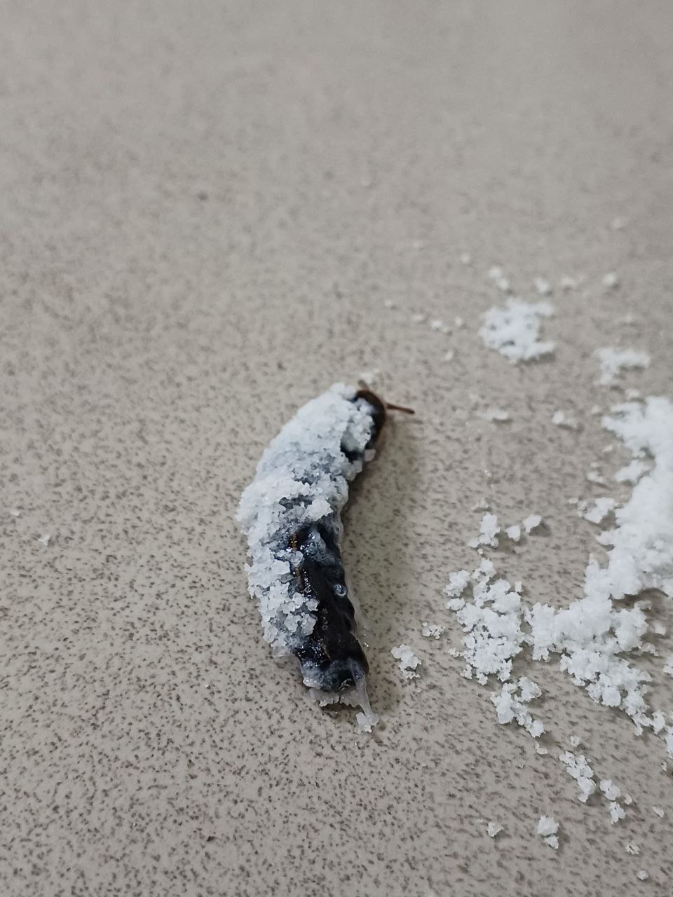 Snowy Caterpillar